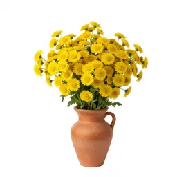 Common madia