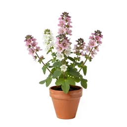 Common mallow