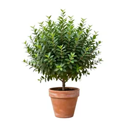 Common privet