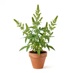 Common ragweed