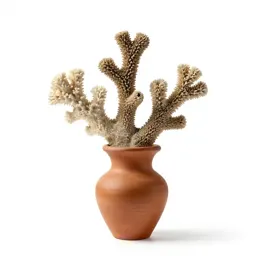 Coral gem