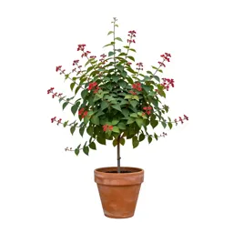 Coral vine