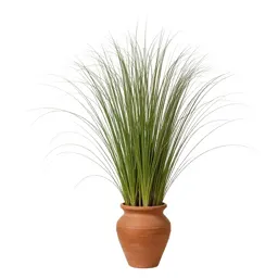 Cordgrass