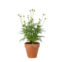 Coreopsis