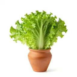 Cos lettuce
