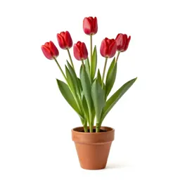 Cottage tulip