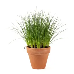 Crabgrass
