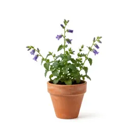 Creeping bellflower