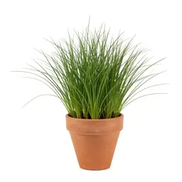 Creeping bent