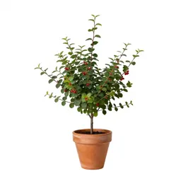 Creeping snowberry