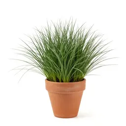 Creeping soft grass