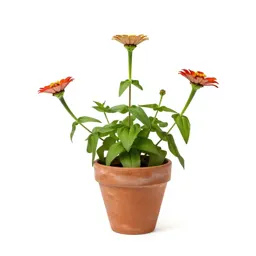 Creeping zinnia