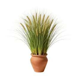 Crested wheatgrass