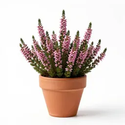 Cross-leaved heath