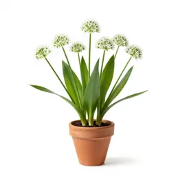 Crow garlic