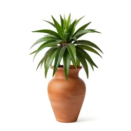 Crown imperial
