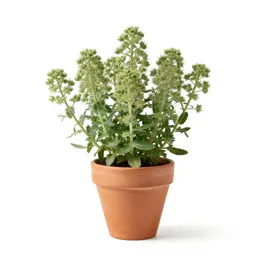 Curlycup gumweed