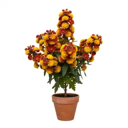 Cushion flower