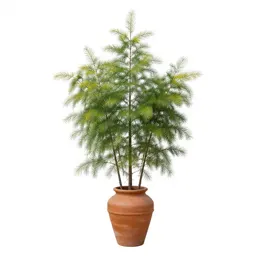 Cypress sedge