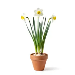 Daffodil garlic