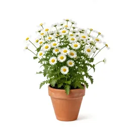 Daisy fleabane