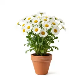 Daisybush