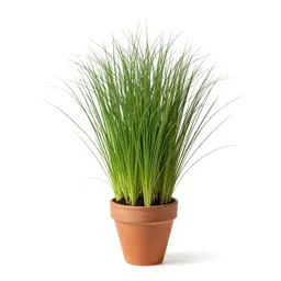Dallisgrass
