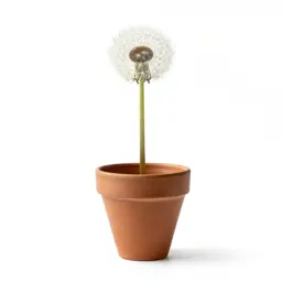 Dandelion