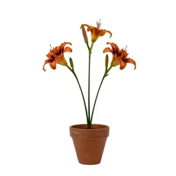 Day lily
