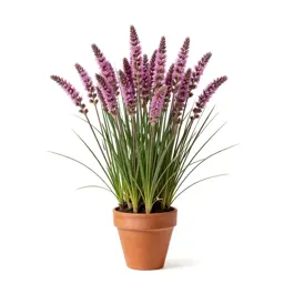 Deer grass