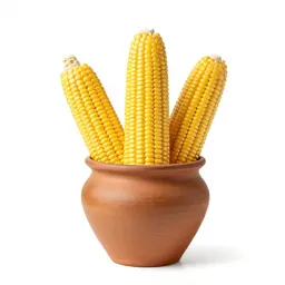Dent corn