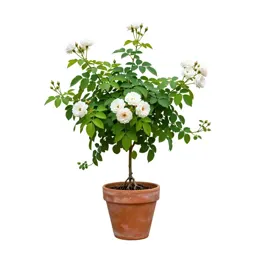 Derris root