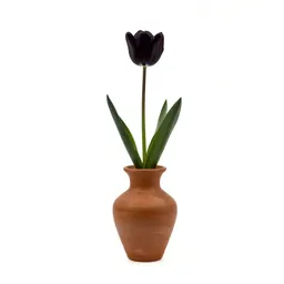 Desert mariposa tulip