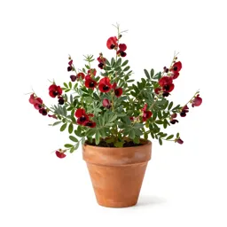 Desert pea