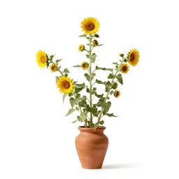 Desert sunflower