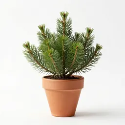 Diapensia