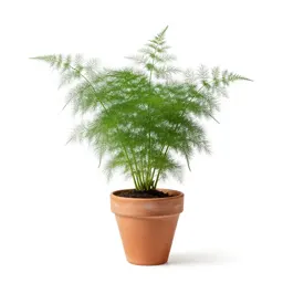 Dog fennel