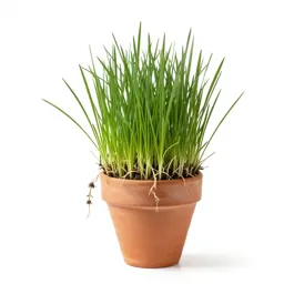 Dog grass