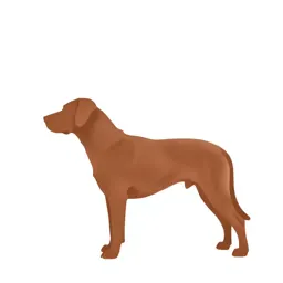 Dog laurel