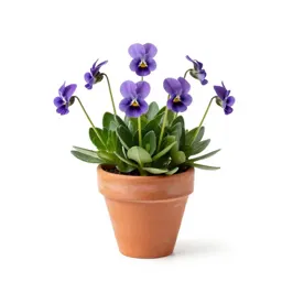 Dog violet