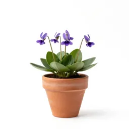 Dogtooth violet