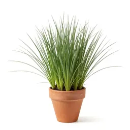 Downy brome