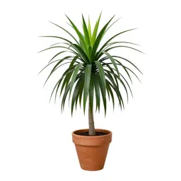 Dracaena