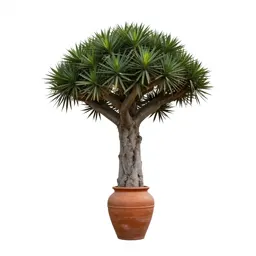 Dragon tree