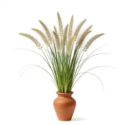 Dropseed