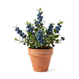 Dryland blueberry