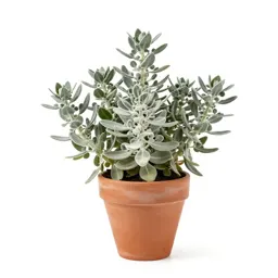 Dusty miller