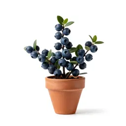 Dwarf bilberry