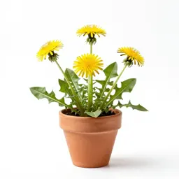 Dwarf dandelion