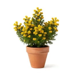 Dwarf golden chinkapin